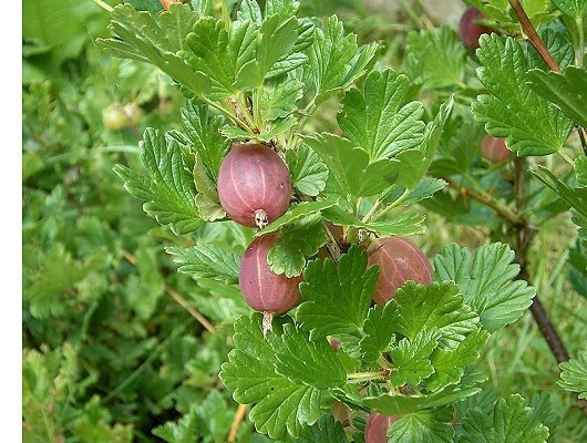 Ribes uva-crispa L.